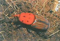 Plaga en palmeras debido al escarabajo rojizo